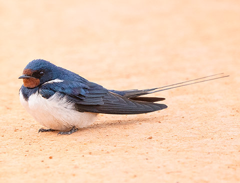 Barn Swallow